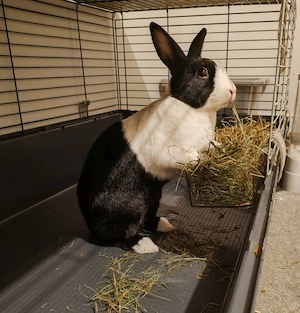 Jet in his cage