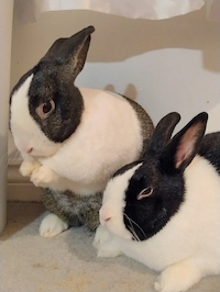 Photo of Jet and Leo