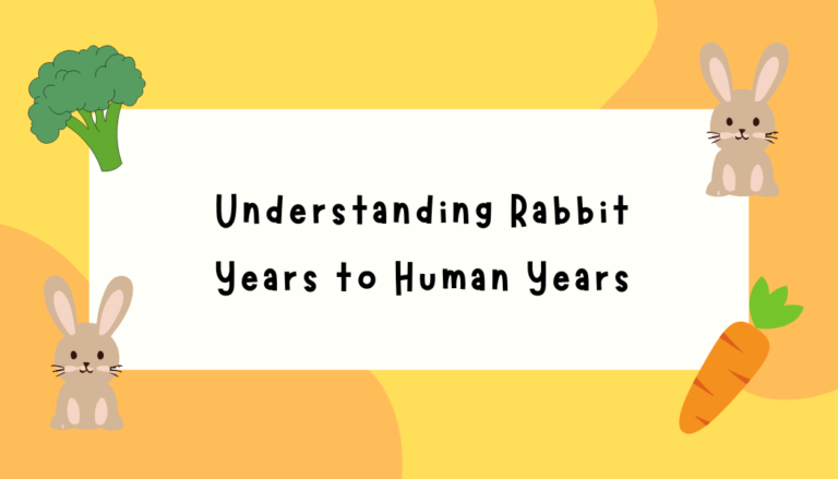 Understanding Rabbit Years to Human Years