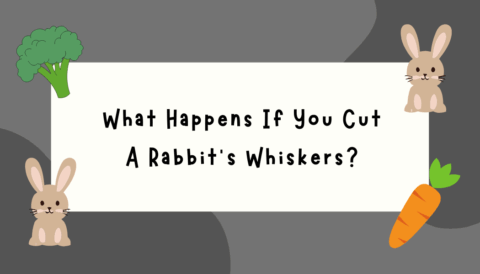 What Happens If You Cut A Rabbit's Whiskers?