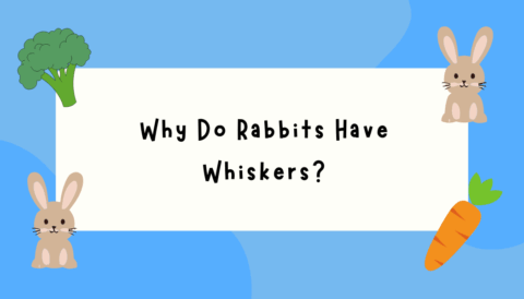 Why Do Rabbits Have Whiskers