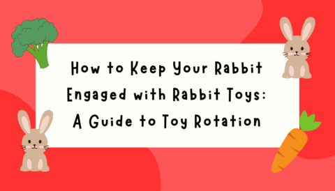 How to Keep Your Rabbit Engaged with Rabbit Toys: A Guide to Toy Rotation 