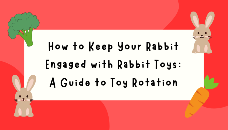 How to Keep Your Rabbit Engaged with Rabbit Toys: A Guide to Toy Rotation 