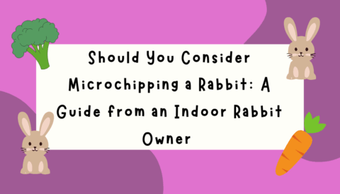 Should you consider microchipping a rabbit?