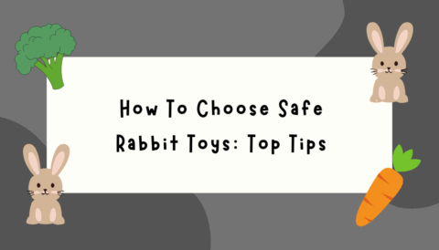 Safe Rabbit Toys – Essential Tips for Choosing Non-Toxic, Durable, and Engaging Toys for Your Bunnies