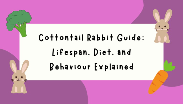 Cottontail Rabbit Guide: Lifespan, Diet, and Behaviour Explained - Comprehensive Wild Rabbit Information