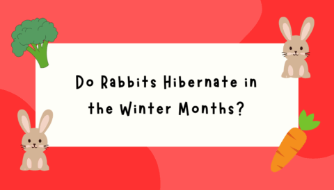 Text graphic reading “Do rabbits hibernate in the winter months?” for a blog post on rabbit winter behavior