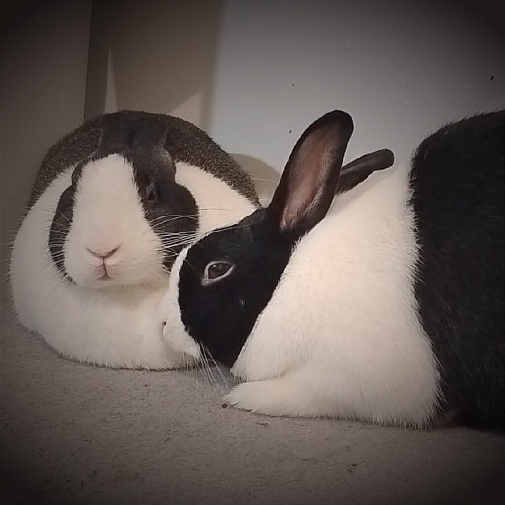 Two Dutch rabbits, black and white, sitting together in the winter to stay warm, not hibernating but loafing and huddling for warmth.