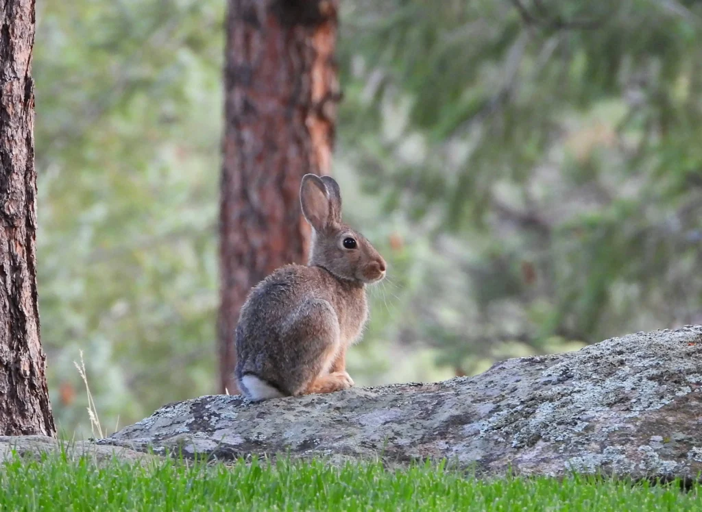 Cottontail rabbit resting on a fallen log in a woodland setting