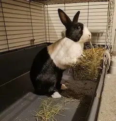 Jet in his cage